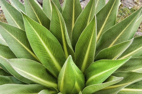Giant lobelia (Lobelia rhynchopetalum), Simien Mountains National Park, Amhara Region, Ethiopia,