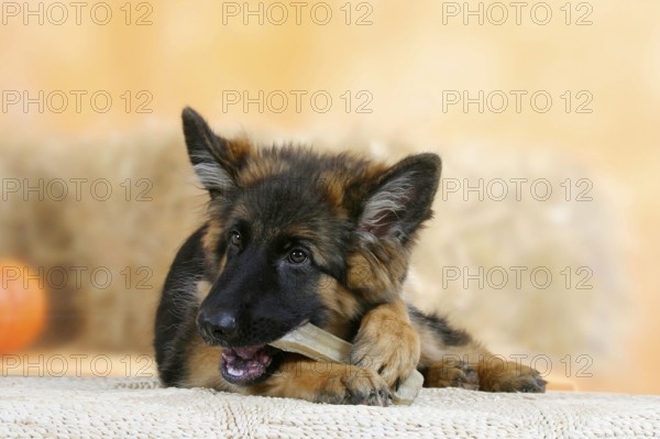 German shepherd dog, 5 months, with chewing bone, chew toy