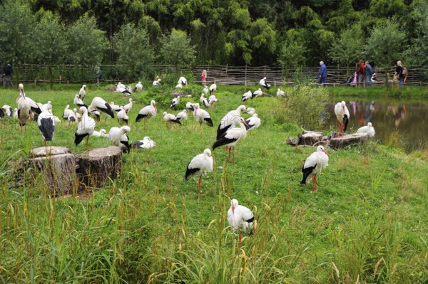 White Storks (Ciconia ciconia), nature zoo, Rheine, Lower Saxony, Germany, Europe