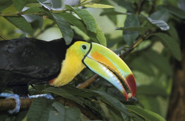 Keel-billed toucan (ramphastos sulfuratus), adult eats seeds, Costa Rica, Central America