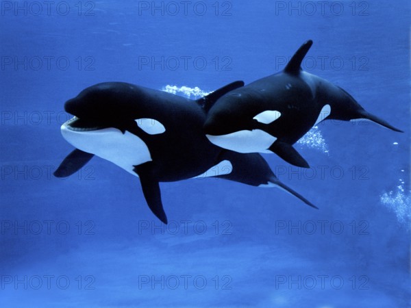 Killer whale (orcinus orca), female with calf