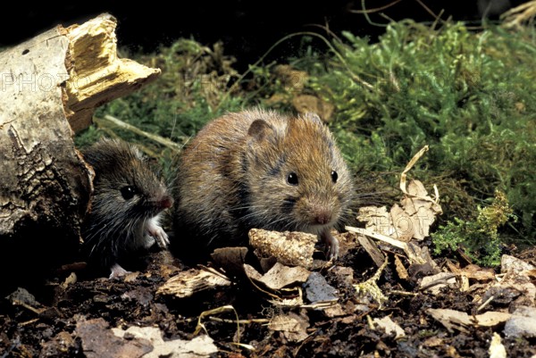 Bank Vole (clethrionomys glareolus), Normandy