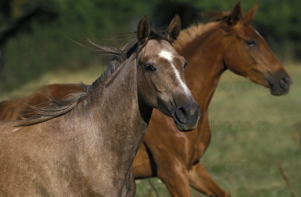 Arabian Horse, Horses standing in Meadow