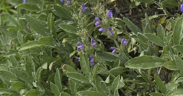 Kitchen sage (salvia officinalis)