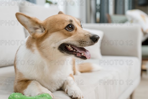Side view dog couch home with toy