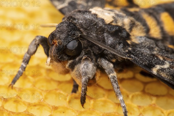 Death's-head hawk moth head portrait sitting on honeycomb left looking