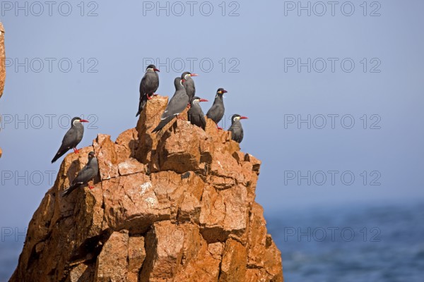 Inca tern (larosterna inca), group on rocks, Ballestas Islands in Paracas National Park, Peru,