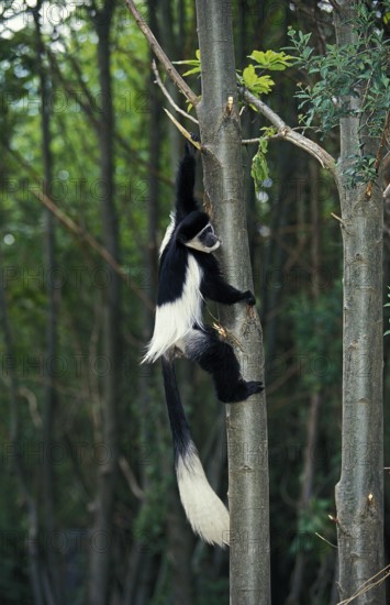 BLACK (colobus guereza) AND WHITE COLOMBUS MONKEY, adult KLIMMERBAUM