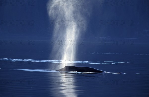Humpback whale (megaptera novaeangliae), adult spouting at the sea surface, Alaska