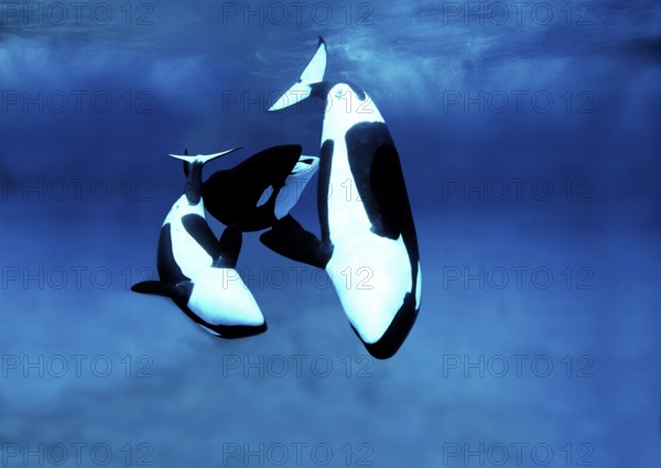 Killer Whale (orcinus orca), Group of Adults