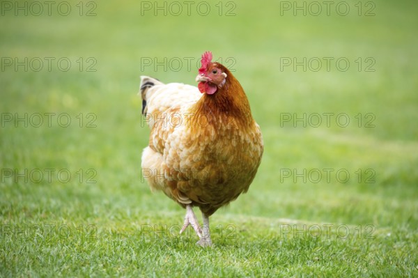 A brown shaver hen happily searches for food in a grassy paddock in New Zealand
