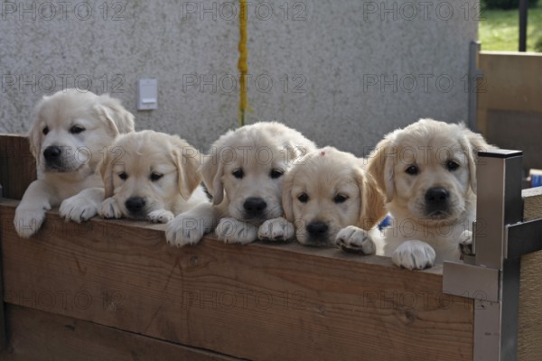 5 Golden Retriever puppies 8 weeks old looking together over wooden wall of puppy run