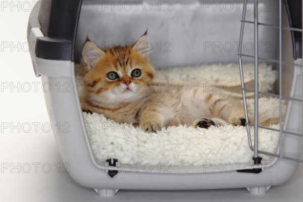 British shorthair cat, kitten, 10 weeks, in open transport box, BKH, Kennel, Box