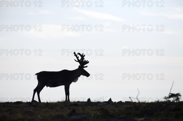 Caribou (Rangifer tarandus caribou), lateral, Mount Jacques Cartier, Gaspesie National Park,