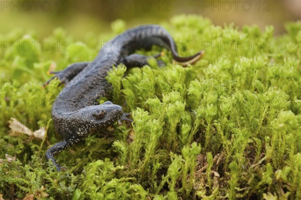 Northern crested newt (Triturus cristatus), Rhineland-Palatinate, Germany, Europe