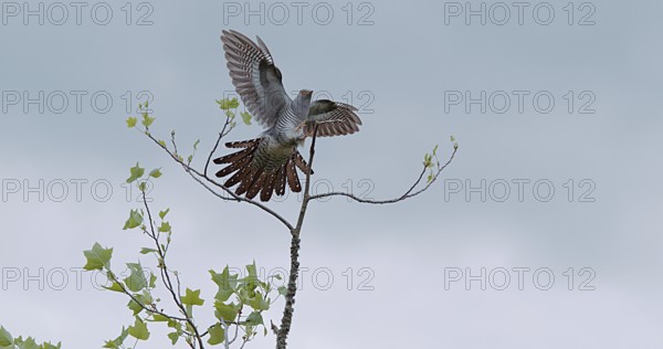 Common Cuckoo (cuculus canorus), Adult in Flight, Landing on Branch, Normandy