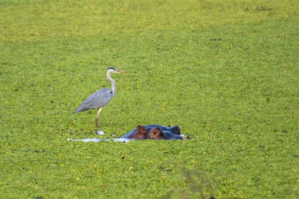 Grey heron (Ardea cinerea), hippo (Hippopotamus amphibius), water cabbage (Pistia stratiotes),