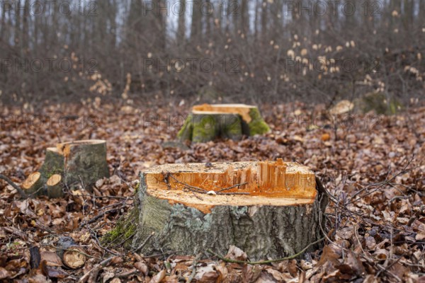 Felled beech trees in the forest