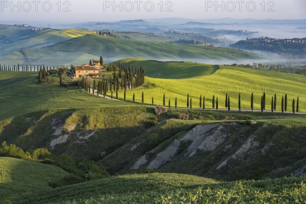 Country estate Agriturismo Baccoleno with cypress (Cupressus) avenue in the morning light, Asciano,