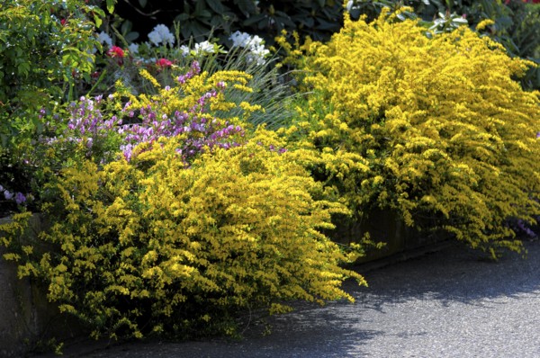 Broom flowering in the garden, common broom (Cytisus scoparius), broom shrub, gilia, maidenbush,