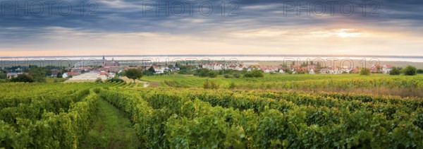 Vineyards near village of Rust on the lake in Burgenland