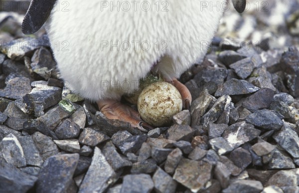 Adelie penguin (pygoscelis adeliae), adult with egg, Paulet Island in Antarctica