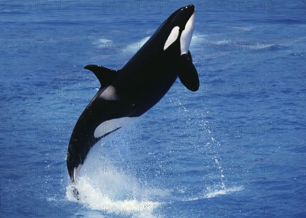Killer Whale (orcinus orca), Adult Breaching