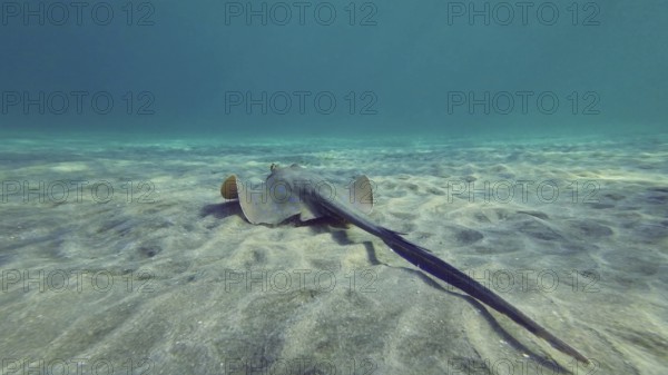 Back view of Stingray floating over seabed on sunny day.Blue spotted Stingray or Bluespotted