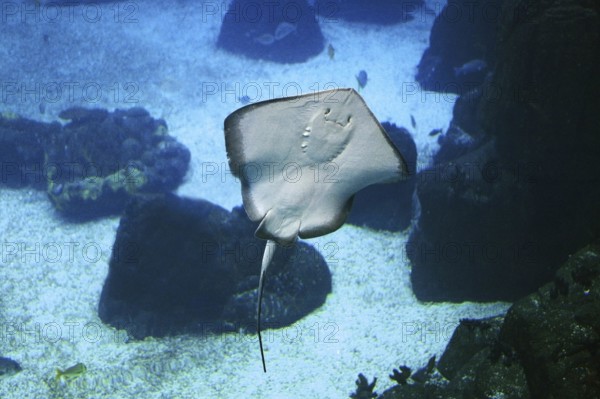 RAY, UNDERSIDE VIEW