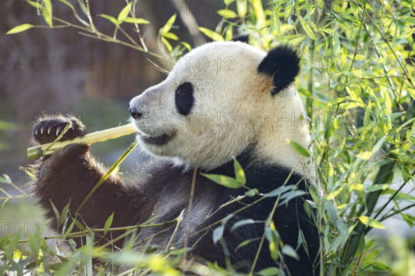 Copenhagen, Denmark, January 04, 2020: A panda eating bambus in the outdoor area in Copenhagen Zoo,