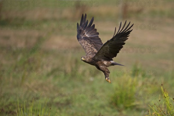 Lesser spotted eagle (Clanga pomarina) in flight, Mecklenburg-Western Pomerania, Germany, Europe