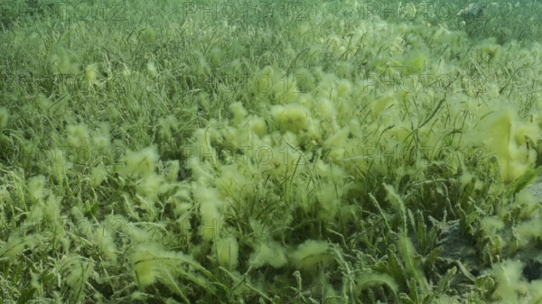 Seabed covered with green seagrass. Seagrass meadow with blooming green Round Leaf Sea Grass or