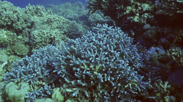 Amazing blue corals on beautiful reef in coral garden, Red sea, Egypt, Africa