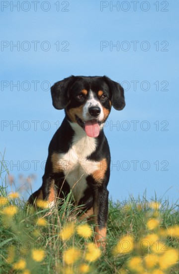 Entlebuch Mountain Dog