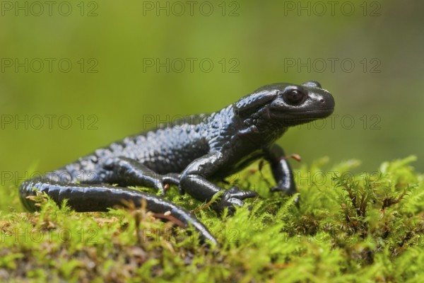 Alpine Salamander (Salamandra atra) Germany