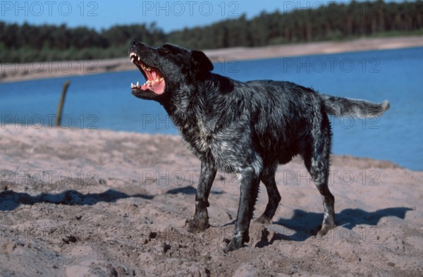 Mixed breed dog barking, barking, outside, outdoor