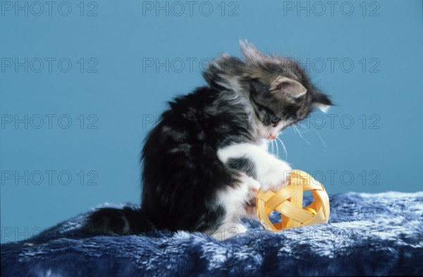 Norwegian Forest Cat, kitten, 7 weeks, black-tabby-classic- white, with toy