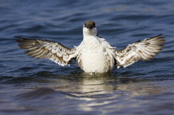 Common Guillemot (Uria aalge), flapping its wings
