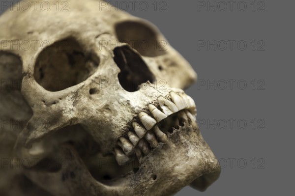 Human anatomy, ancient people skull bone