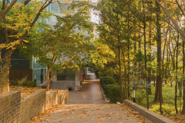 Brick walkway through park like setting with deciduous trees bathed in sunlight and a large