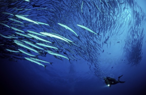 Darkfin Barracudas, Sphyraena qenie, Sudan, Africa, Red Sea, Africa
