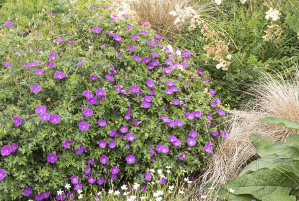 Cranesbill (Geranium sanguineum 'Max Frei')