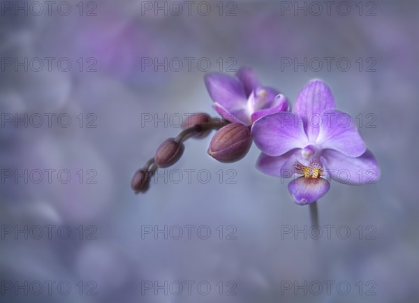 Orchid stem, Phalaenopsis, close-up, pink with bokeh, Rhineland-Palatinate, Germany, Europe
