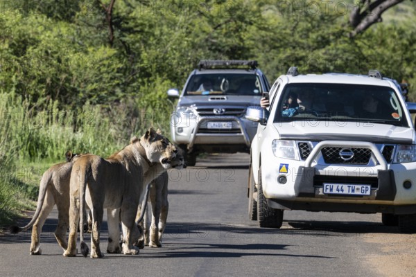 Lions (Panthera leo) on national park road with cars, Pilanesberg National Park, South Africa,
