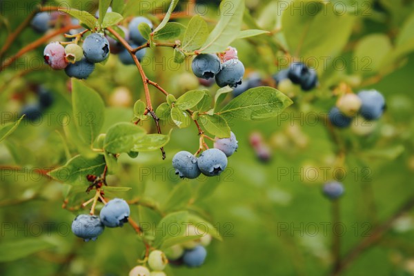 Close-up of ripe blueberries hanging on branches with green leaves in an outdoor garden setting