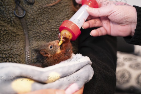 Eurasian red squirrel (Sciurus vulgaris), practical animal welfare, young animal gets milk from a
