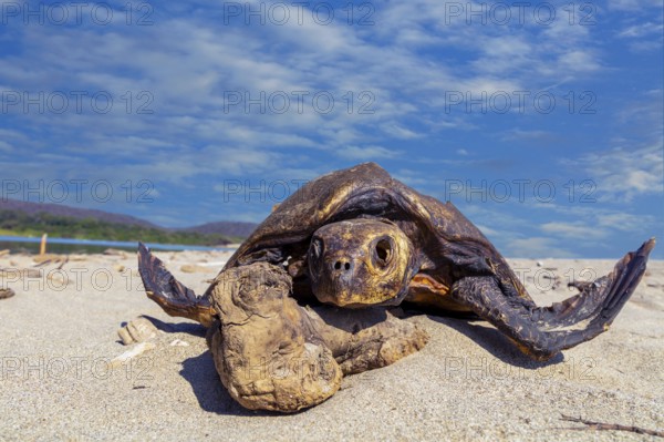 Dead sea turtle (Cheloniidae) in the sand on the beach of La Bocana, Baja de Hualtulco, South