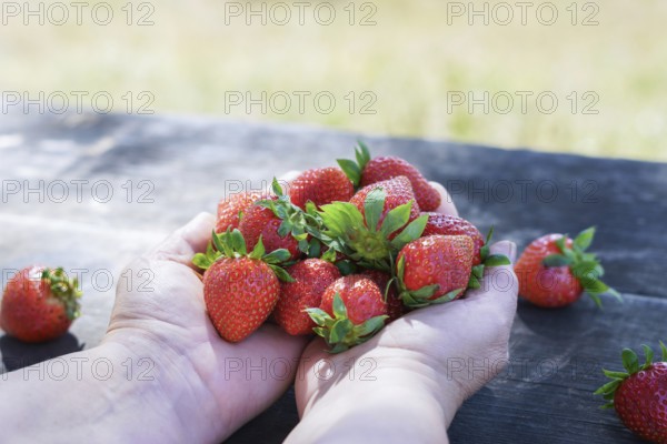 A woman holds sunlit fresh strawberries on a wooden table in a field in her hands