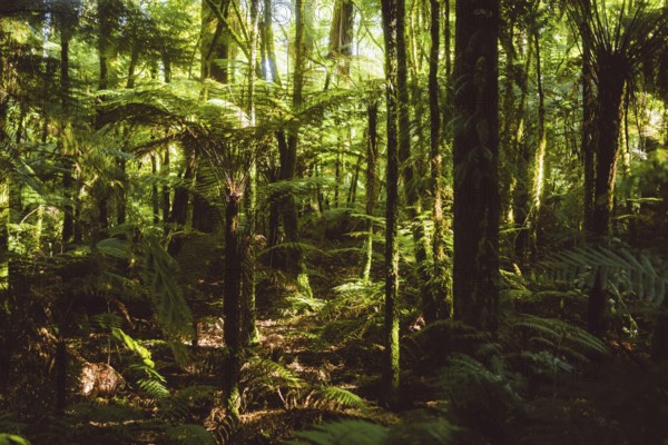 Walking trail in the Redwoods forest in Rotorua, New Zealand, Oceania