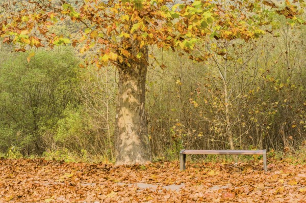 Park bench under a tree with autumn leaves scattered around, in Daejeon, South Korea, Asia